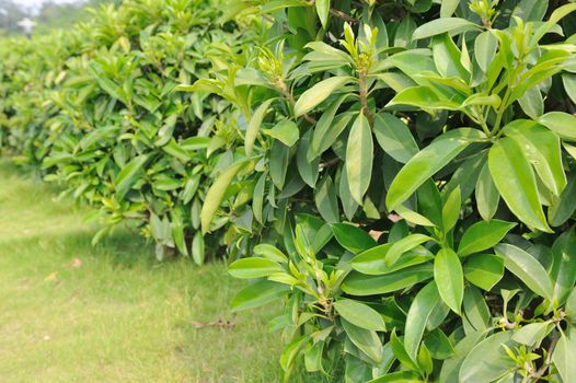 Detail view of green tea trees