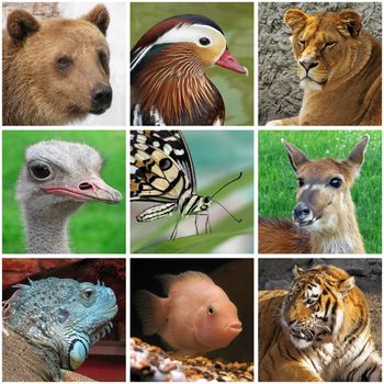 collage with animals from zoo