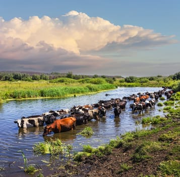 Cows wade cross the river in the countryside