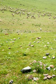 Goats grazing in the grassland in qinghai province, China