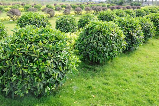 Green tea trees in the field