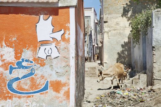 Dwarka Roadtrip. Landscape in the back alleys of Dwarka where the hindu symbolic animal, the scacred cow feeds by savanging with street road dogs among the rubbish and litter left by locals and tourists. Culture and cultural attitudes allows the dumping of litter and any corner or place and probably believe that its all part of the eco-system. Not acceptable in the west.