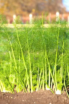 Fresh fennel plants growing in a herb garden