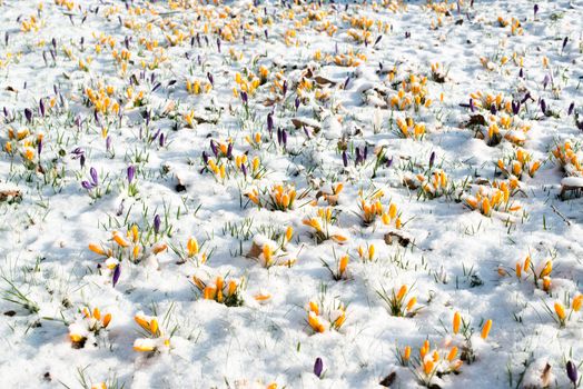 First crocus flowers blooming through the melting snow in the early spring