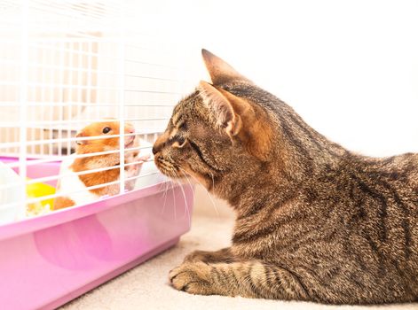 A cat and a hamster meeting through the bars of a cage