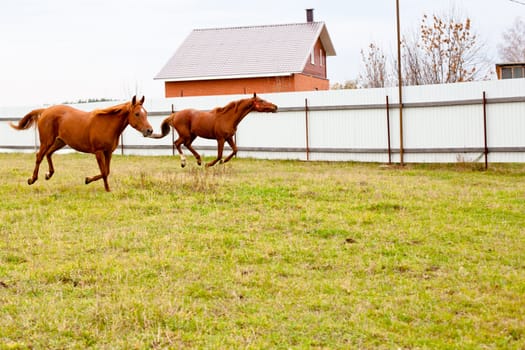 Two red horses running in front of fence

