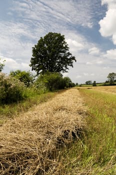 Cut hay on the farmer's field, with selective focus on the foreground