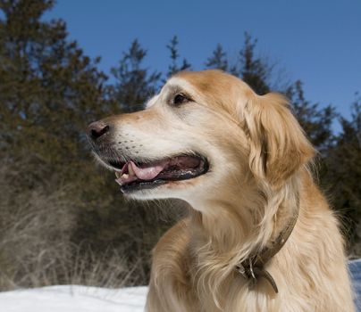 Happy Golden Retriever in the park on a sunny day