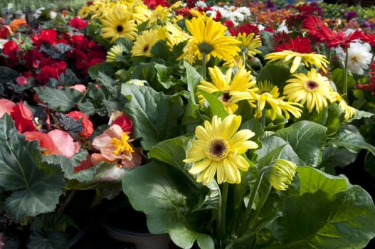 Rows of plants at the garden store