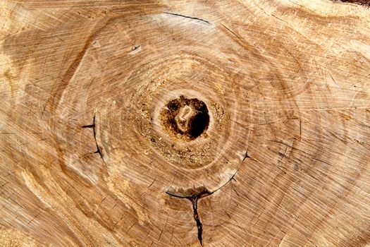 Wooden logs stacked in series