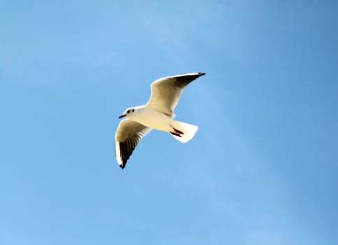 An image of a seagull in the sky