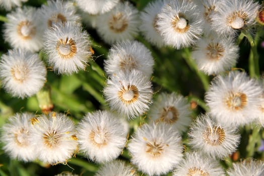 The texture of flowers dandelions with green leaves