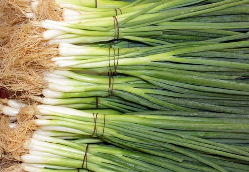 bunches of green onions as an agricultural background