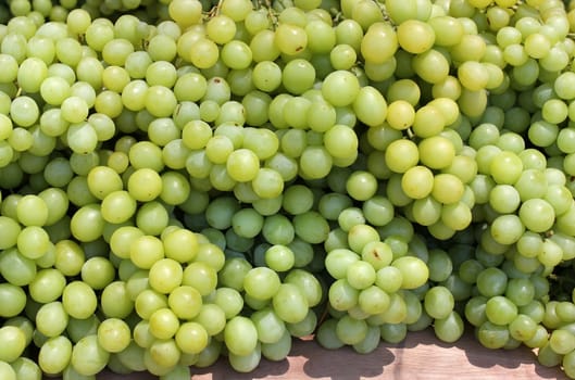 bunches of white grapes as an agricultural background