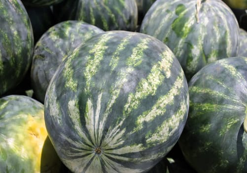 striped watermelons as an agricultural background