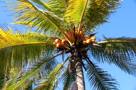 Palm with coconuts in the sky