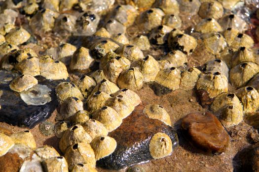 marine, coastal, microorganisms, water, stones, black, brown, sand, reflection, round hole