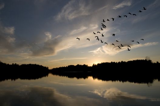 Canadian geese in formation flys over the northern lake