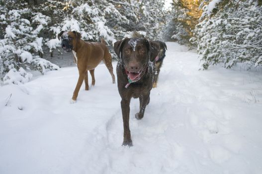 Three dogs walking in a winter park - selective focus on Chocolate Lab, with Boxer and a Mixed Bred in the background