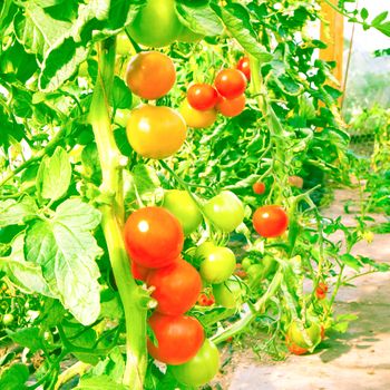 Lovely image of ripening tomatoes in a greenhouse