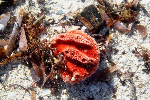 Red Sea sponge lying on the sand with algae