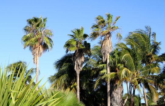 High palm against the sky