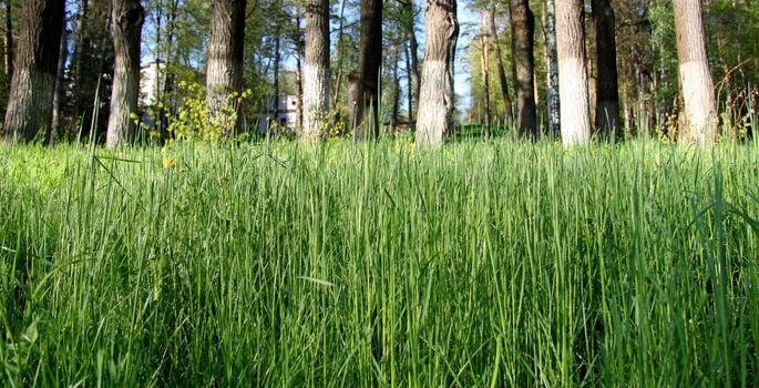 background of grass and trees