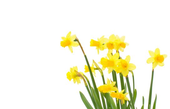 Spring daffodils isolated over a white background