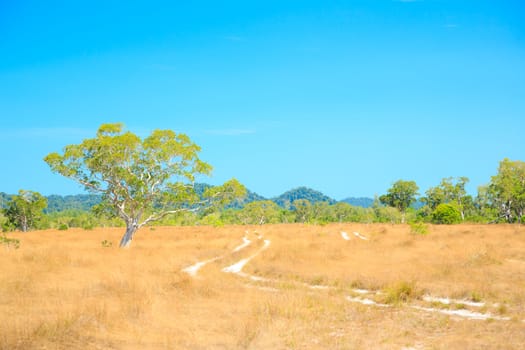 Savannah Landscape in Southern of Thailand near Phuket