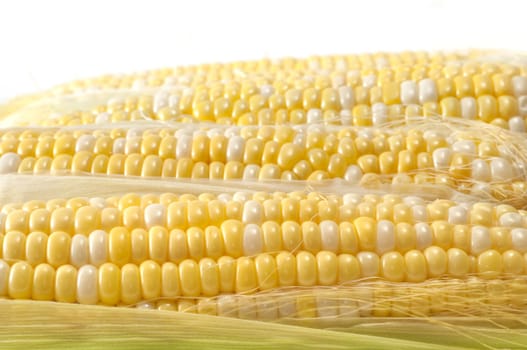 Selective focus on the foreground corn on the cob with soft focus on background cobs with copy white space 