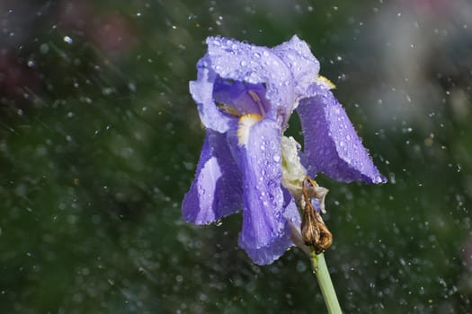 Sunshower on a single purple iris bloom