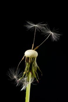 Two seed pods standing tall on the dandelion blossom