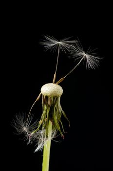 Two seed pods standing tall on the dandelion blossom