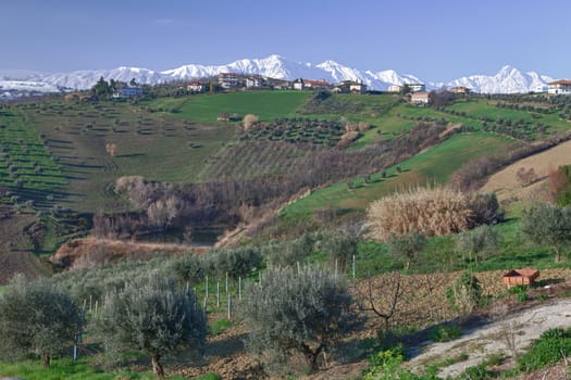 Olive trees and snow covered mountains in Abruzzo Italy