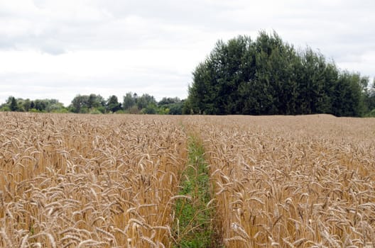 small path pathway between agriculture wheat field ears and forest trees in distance.