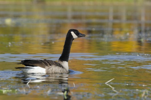 Selective focus on the goose on the tranquil lake with autumn colors from the trees reflecting on the water