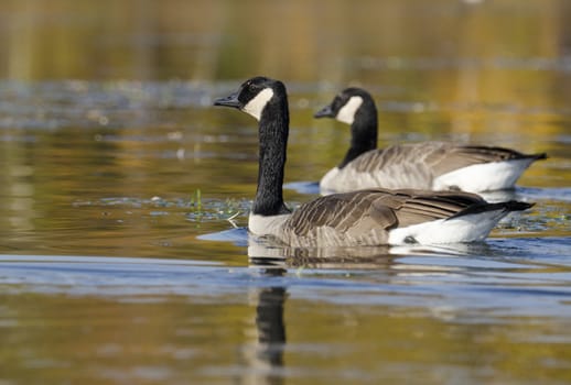 Two geese with the selective focus on the foreground goose on a calm lake in the early morning
