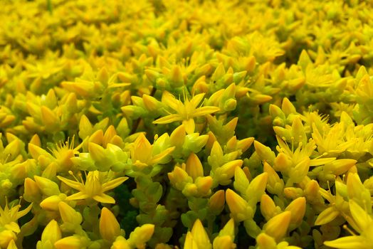 Ornamental Moss Shoots Close-up, Yellow Sedum, Stonecrop, Crassula
