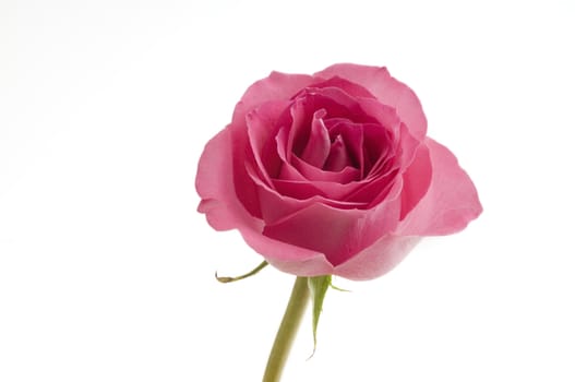 Perfect Pink Rose on white background