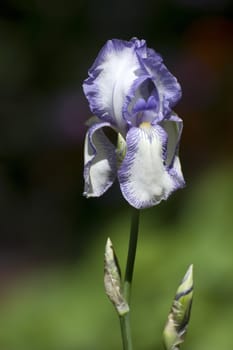 Single purple iris bloom with a dark background