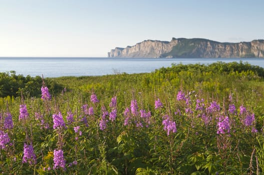 Selective focus on the foreground wildflowers with the Gaspe Peninsula in the background