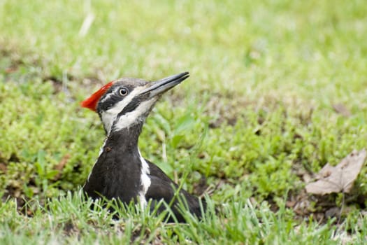 Pileated Woodpecker looks up from a small stump