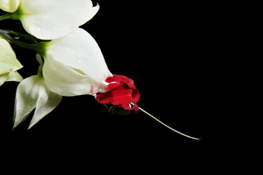 Clerodendron thomsonea flower on black background