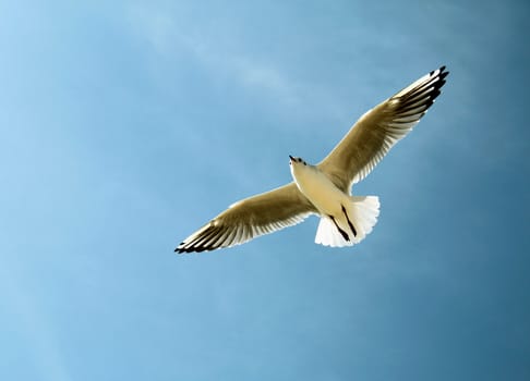 An image of a seagull in the sky