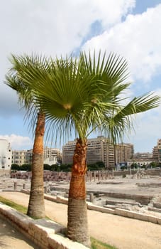 Palm tree against the sky