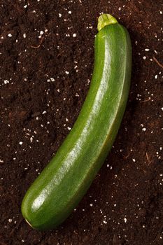 zucchini on the soil