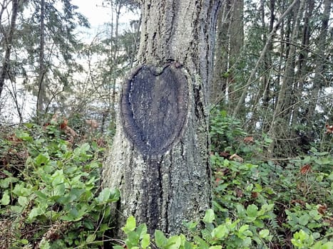 Scar in the bark of a tree in the shape of a heart.