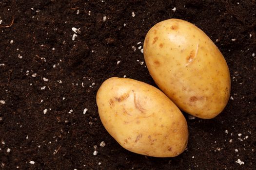 potatoes on the soil