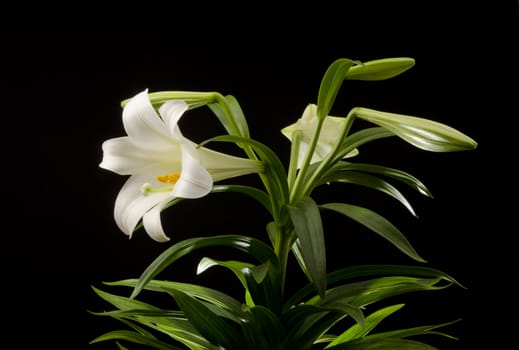 Easter lily plant isolated on a black background