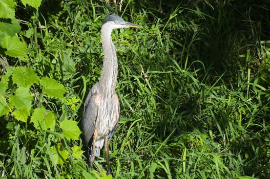 Great Blue Heron in the long grass.